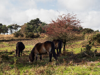Exmoor ponies grazing on Exmoor.