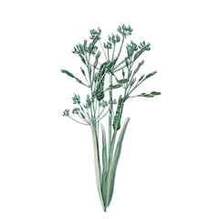 Watercolor bouquet of meadow leaves and flowers, branches and wild dry grass. Evergreen grass field in nature, meadow in springtime. Summer botany, natural elements. Natural green tones