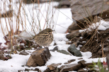 Tree Pipit in Snow 