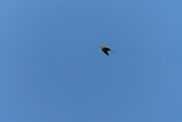Europäischer Bienenfresser, Bienenfresser, Merops apiaster