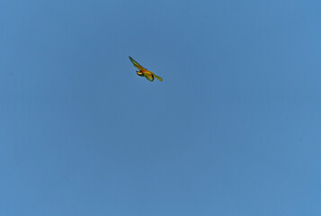 Europäischer Bienenfresser, Bienenfresser, Merops apiaster