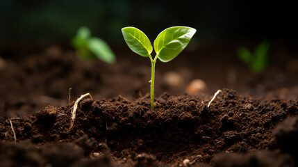 Grow plant soil