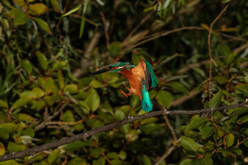 Kingfisher (Alcedo atthis)