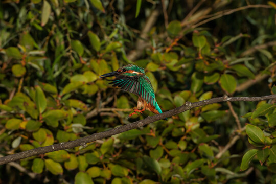 Kingfisher (Alcedo atthis)