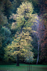 Park in autumn
