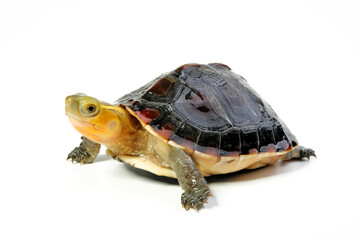Chinese box turtle // Gelbrand-Scharnierschildkröte (Cuora flavomarginata)