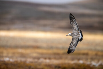Pallas,s Gull Flying 