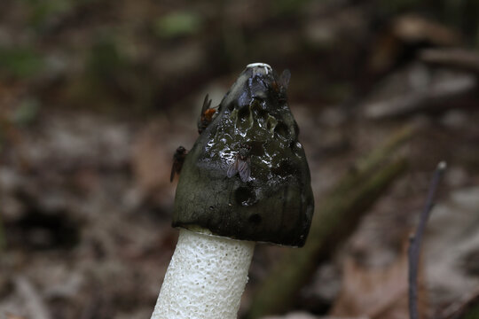 gros plan sur un phalle impudique ou "satyre puant", (phallus impudicus)