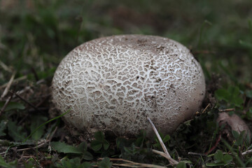 Naklejka na ściany i meble scléroderme vulgaire, (scleroderma vulgare), in champignon en forme de boule qui pousse dans les champs