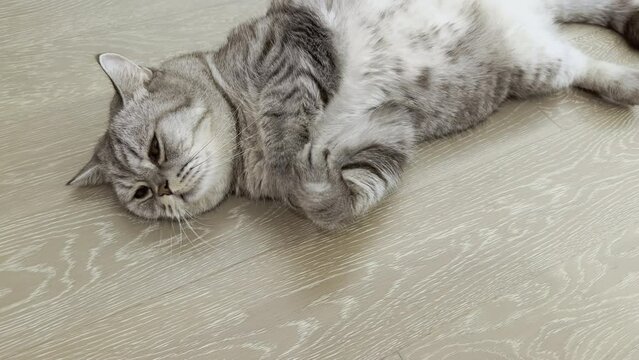 cat on the floor