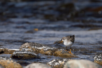 Terek sandpiper in Water Stream 