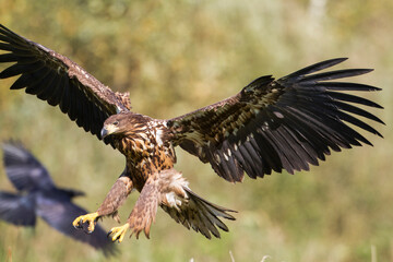 Majestic predator White-tailed eagle, Haliaeetus albicilla in Poland wild nature