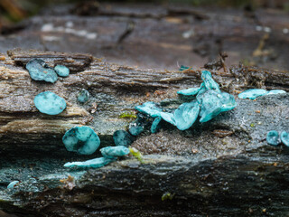 Chlorociboria aeruginascens, aka Green Wood Cup mushroom fungus. UK.