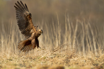 Flying Birds of prey Marsh harrier Circus aeruginosus, hunting time Poland Europe - obrazy, fototapety, plakaty