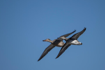 Ducks Flying in Blue Sky 