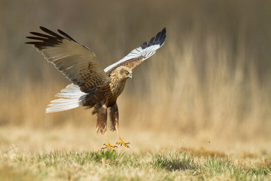 Flying Birds of prey Marsh harrier Circus aeruginosus, hunting time Poland Europe