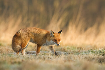 Fox Vulpes vulpes in autumn scenery, Poland Europe, animal walking among autumn meadow