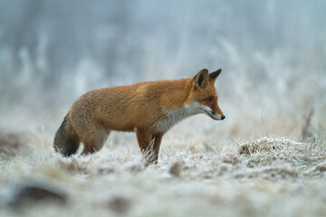 Fox Vulpes vulpes in autumn scenery, Poland Europe, animal walking among autumn meadow
