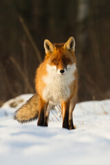 Fox Vulpes vulpes in autumn scenery, Poland Europe, animal walking among autumn meadow