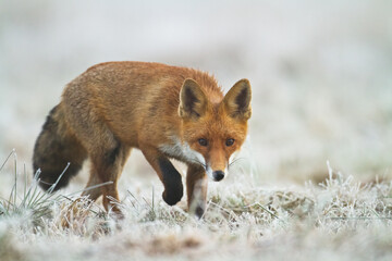Fox Vulpes vulpes in autumn scenery, Poland Europe, animal walking among autumn meadow