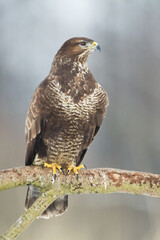 landing Common buzzard Buteo buteo in the fields in winter snow, buzzards in natural habitat, hawk bird on the ground, predatory bird close up winter bird
