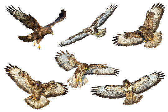 Birds of prey - Common buzzard Buteo buteo flying, hawk bird, predatory bird close up flying bird isolated on white background - set, mix six flying birds of prey