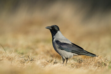 Bird - Hooded crow Corvus cornix in amazing blurred background Poland Europe