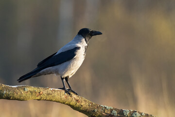Bird - Hooded crow Corvus cornix in amazing blurred background Poland Europe