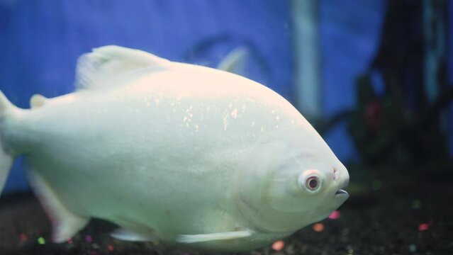 Selective focus.
Albino fish or pacu cachama Tambaqui white pacu fish - Colossoma macropomum. Albino fish or pacu cachama swimming in aquarium.