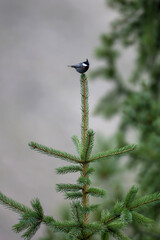 Rufous-naped Tit (Periparus rufonuchalis)