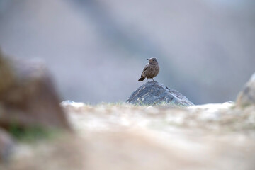 Blue Rock Thrush male bird Perched on a Rock in Morning