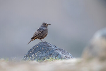 Blue Rock thrush 