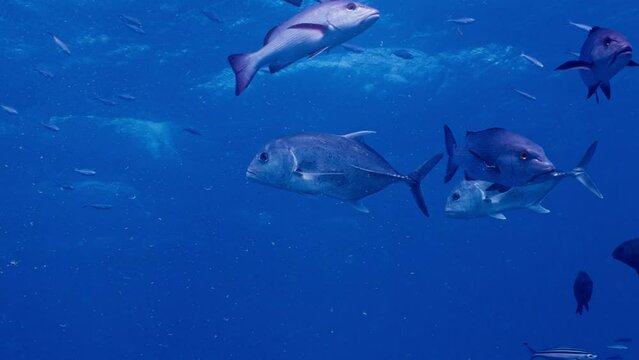 Giant Trevally, Snapper and Threestripe Fusilier glide through the bright blue waters of the Great Barrier Reef. 
