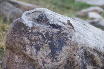 Eurasian wryneck on Rock in Mountains 