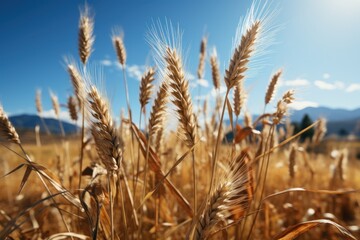 Wheat field. Ears of golden wheat close-up. Beautiful rural landscape. Rich harvest Concept. Agriculture concept with a copy space. - obrazy, fototapety, plakaty