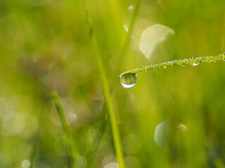 朝露のおりた草むら　輝くしずく