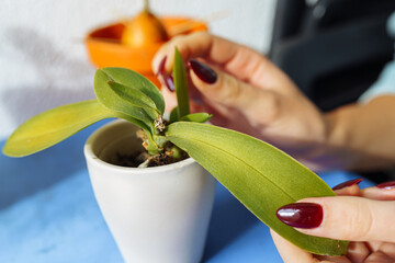 orchid leaves affected by disease in hands woman with manicured nails