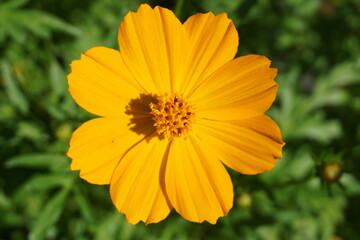 Yellow flower with blur background 