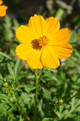 Flower yellow in the garden 