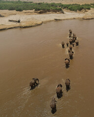 Elefantes cruzando un rio en la sabana africana 
