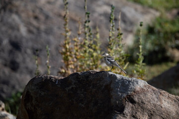 White Wgatil 