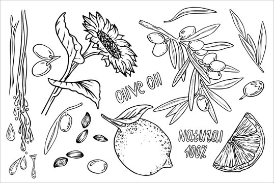 Olive oil set, graphic, vector, hand drawn doodle. Elements for food, sunflower, olives, branch, bag, lemon, kitchen board, exta virgin bottle. Oil for cosmetics and serums.