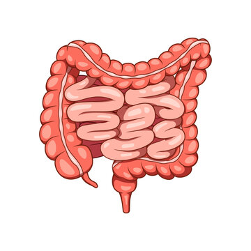 Human intestine organ vector. Bowel and colon Internal human organ.