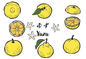 和風の筆タッチの柑橘類フルーツ_ゆず