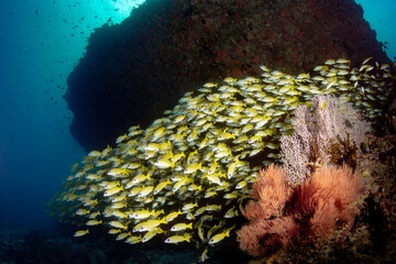 Yellow Lutjanus snapper fish in the deep Indian Ocean around the coral reef