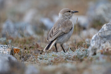 Closeup of ground tit