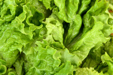 background of lettuce leaves close up
