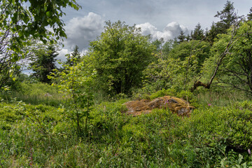 Fototapeta premium Rhönlandschaft am Heidelstein in der Langen Rhön, Biosphärenreservat Rhön, Bayern, Hessen, Deutschland