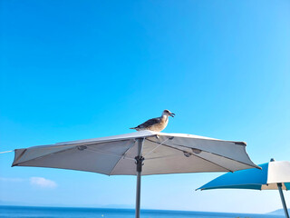 Seagull sitting on a sunshade near sea shore. Close up view of white bird seagull sitting by the beach. Wild seagull with natural blue background.