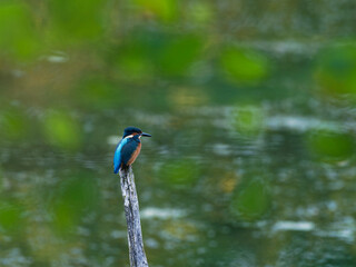 Eisvogel, Alcedo atthis